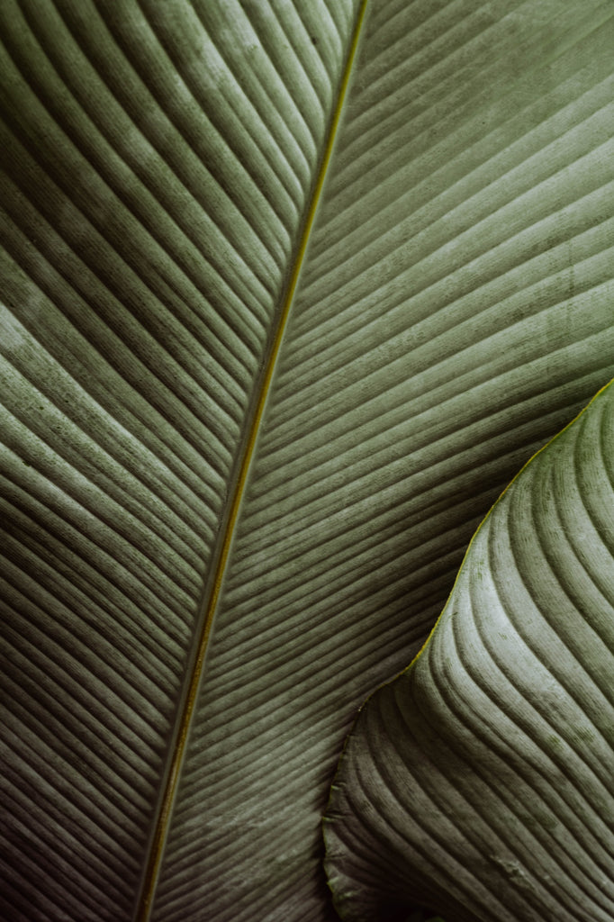 Detail photo of a palm frond by Mika Street for Saffron and Poe