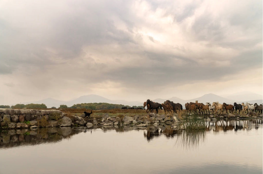 Landscape photo of a herd of horses reflected in water by Mika Street for Saffron and Poe