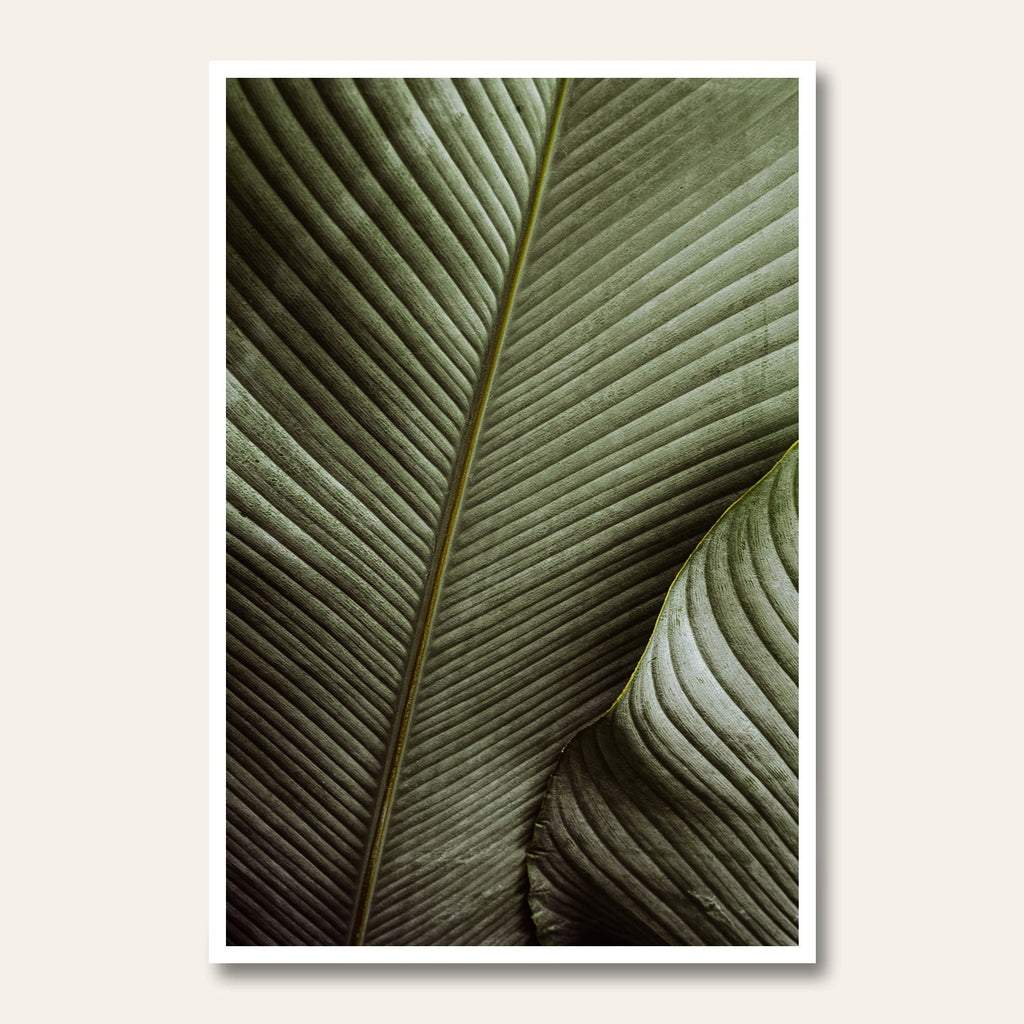 Palm tree in Costa Rican rainforest representing Pura Vida lifestyle and ecological beauty